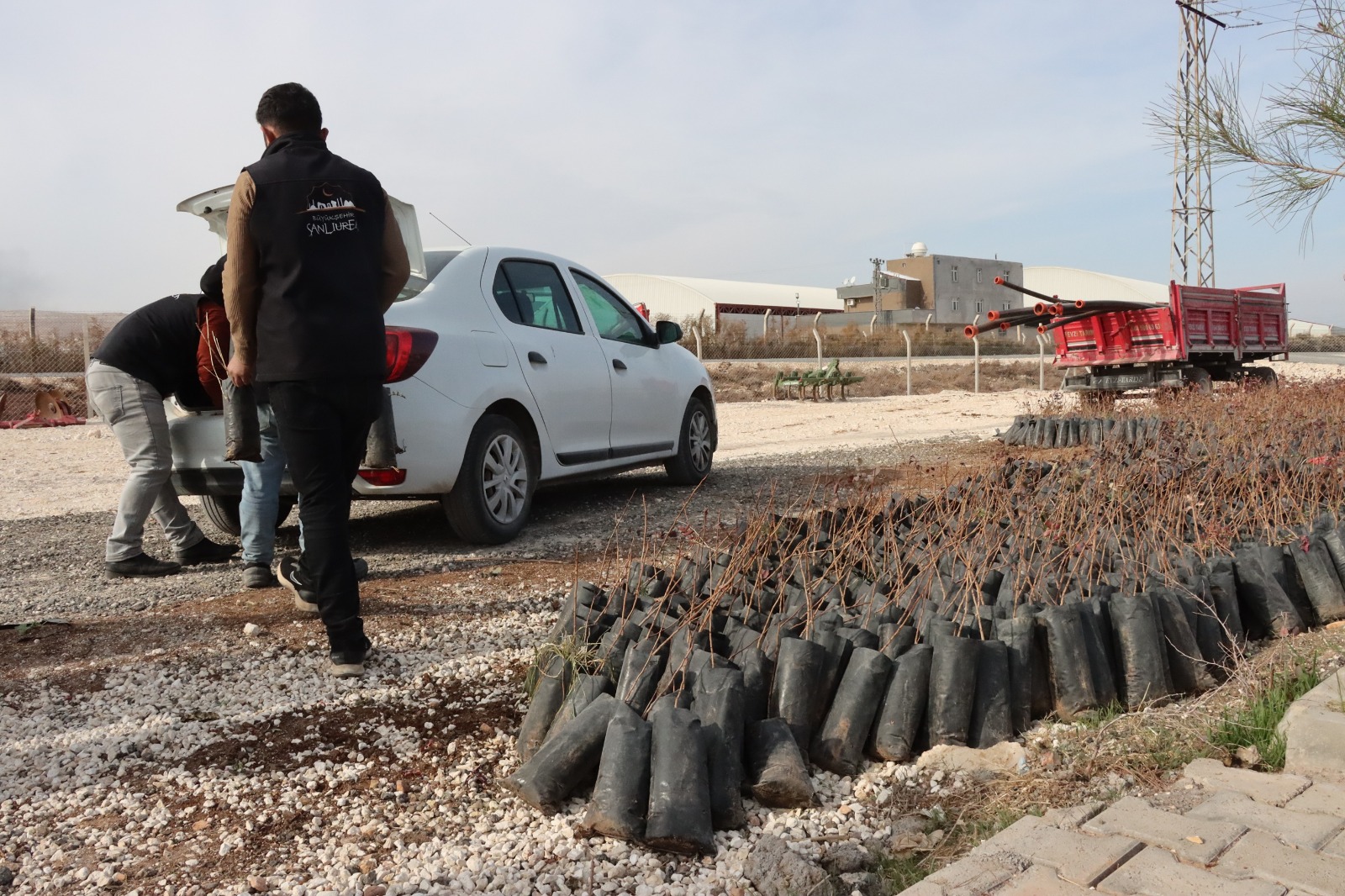 BÜYÜKŞEHİR’DEN ÇİFTÇİLERE 35 BİN FISTIK FİDANI DESTEĞİ