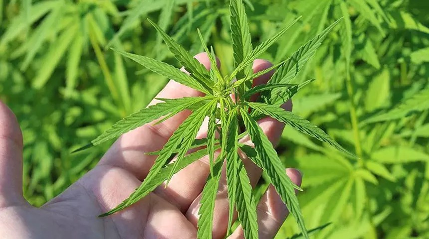 KENEVİR ÜRETİMİNDE YENİ DÖNEM: 21 İL İÇİN RESMİ GAZETE KARARI