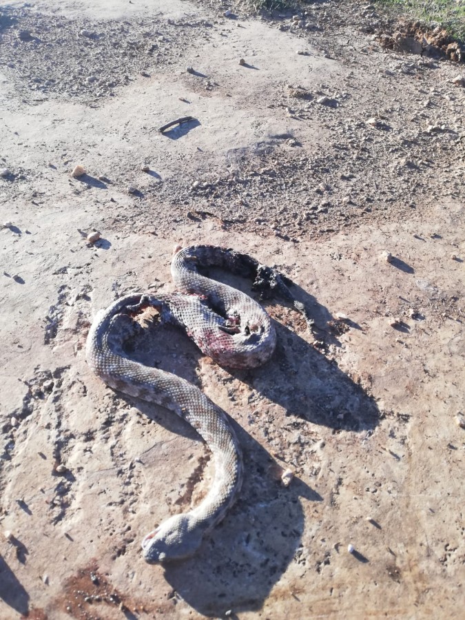 Karaköprü’de köyde engerek yılanı paniği