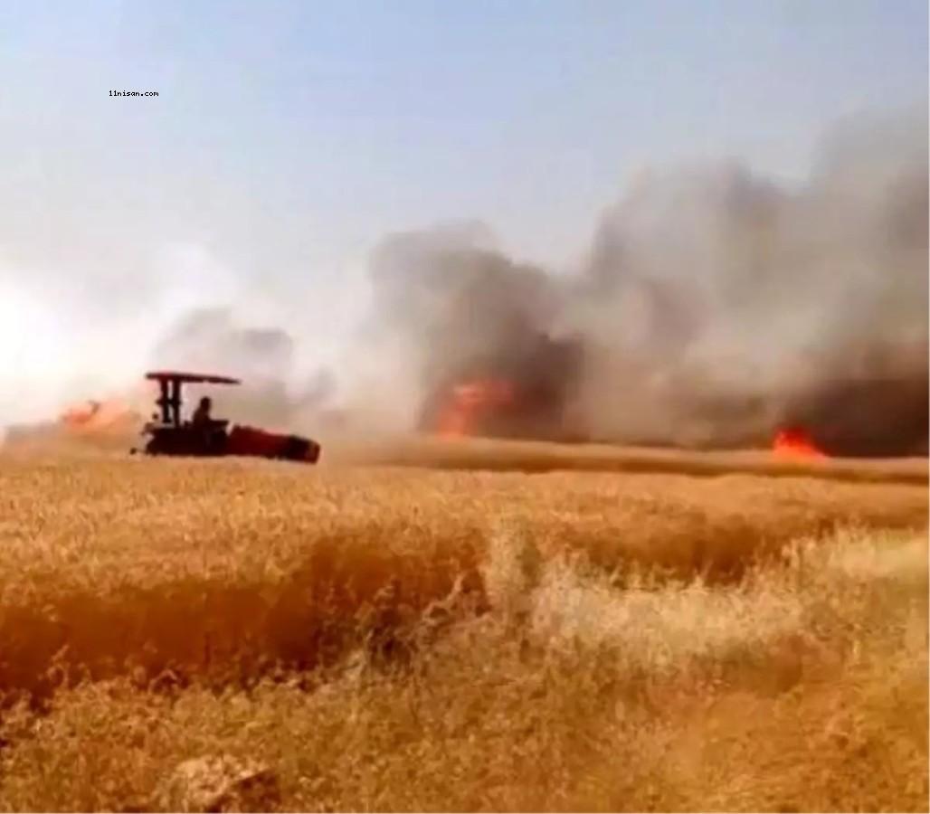 HARRAN'DA BUĞDAY TARLASINDA YANGIN;