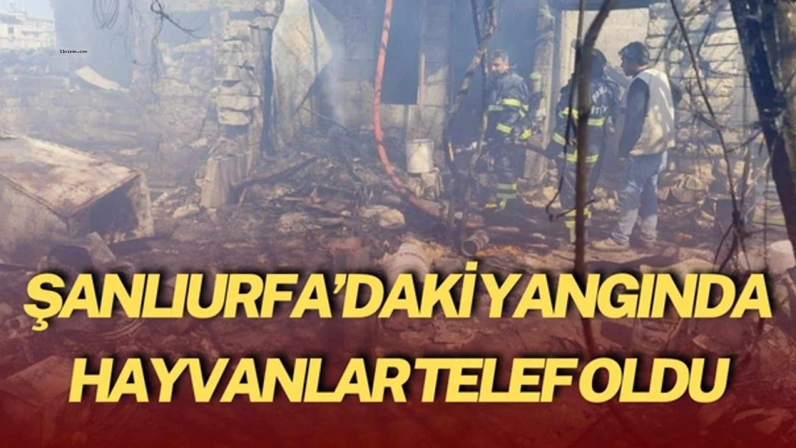 Şanlıurfa’daki Yangında Hayvanlar Telef Oldu;