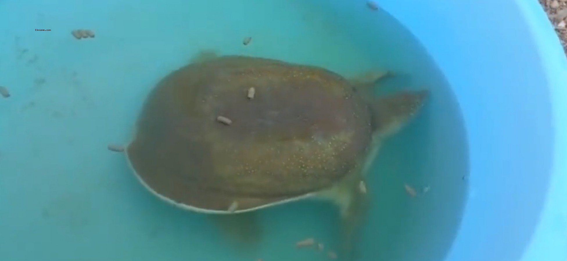 Birecik’te yaralı halde yavru Fırat kaplumbağası bulundu