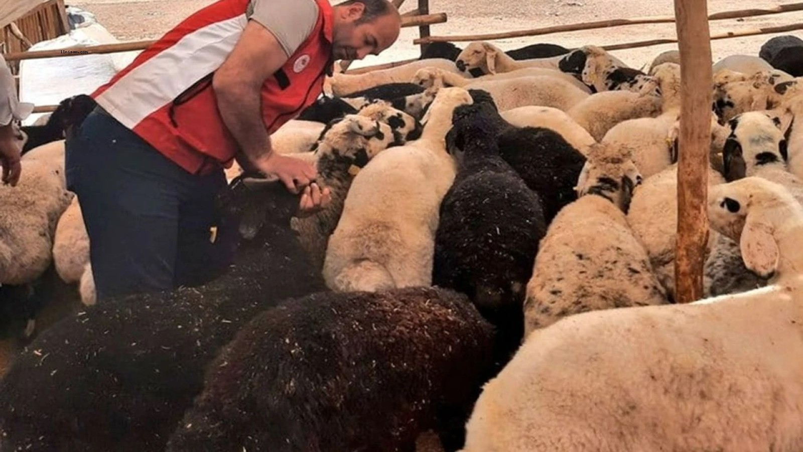 Kurbanlık Krizi mi Geliyor? Bayram Öncesi Şok Yasak