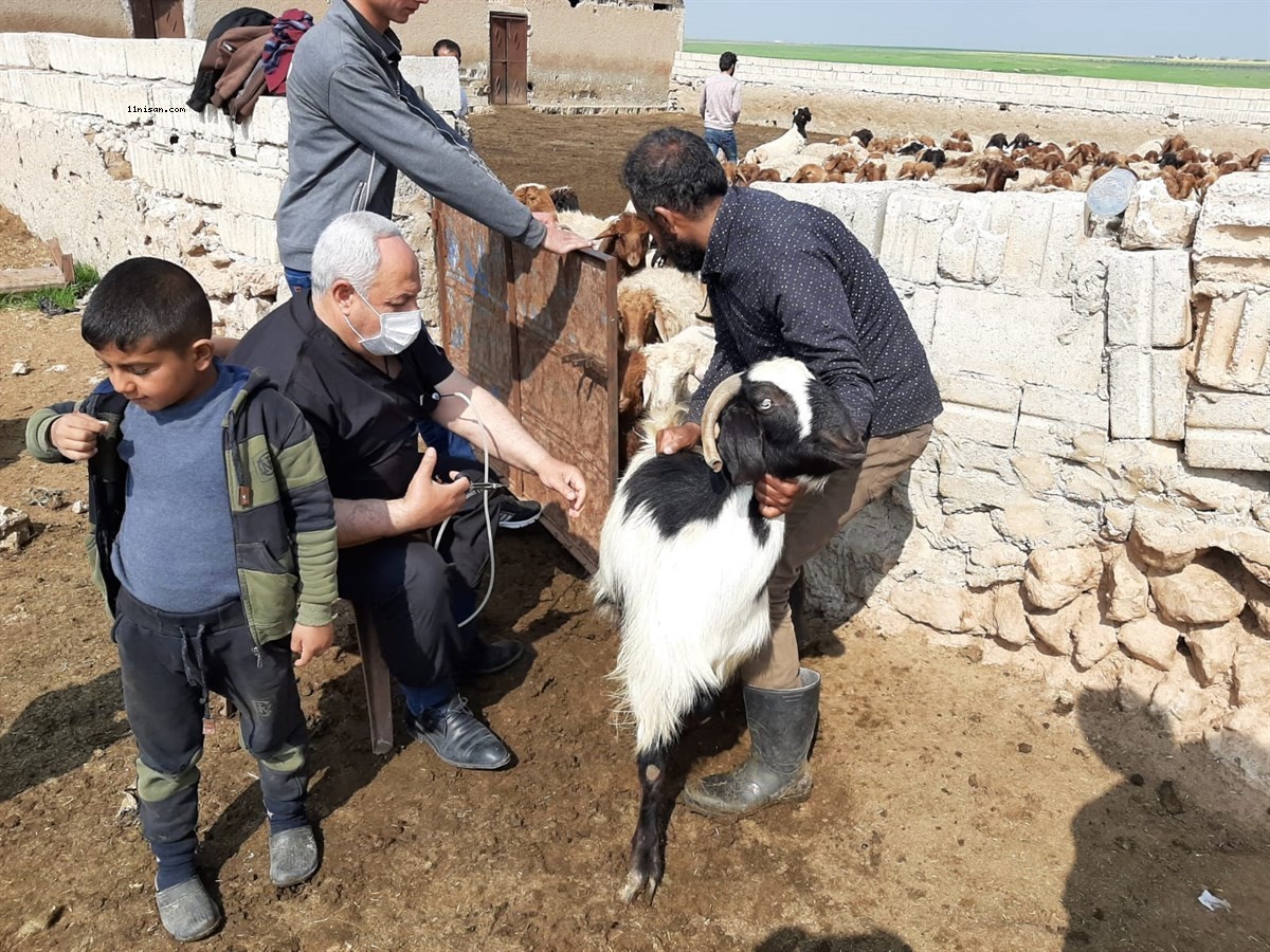 Barış Pınarı bölgesinde binlerce hayvan aşılandı