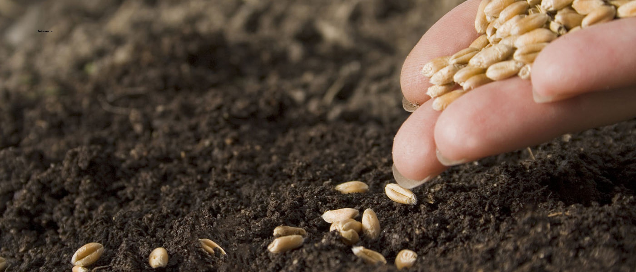 Şanlıurfa'da 3 tür tohum üretime kazandırıldı;