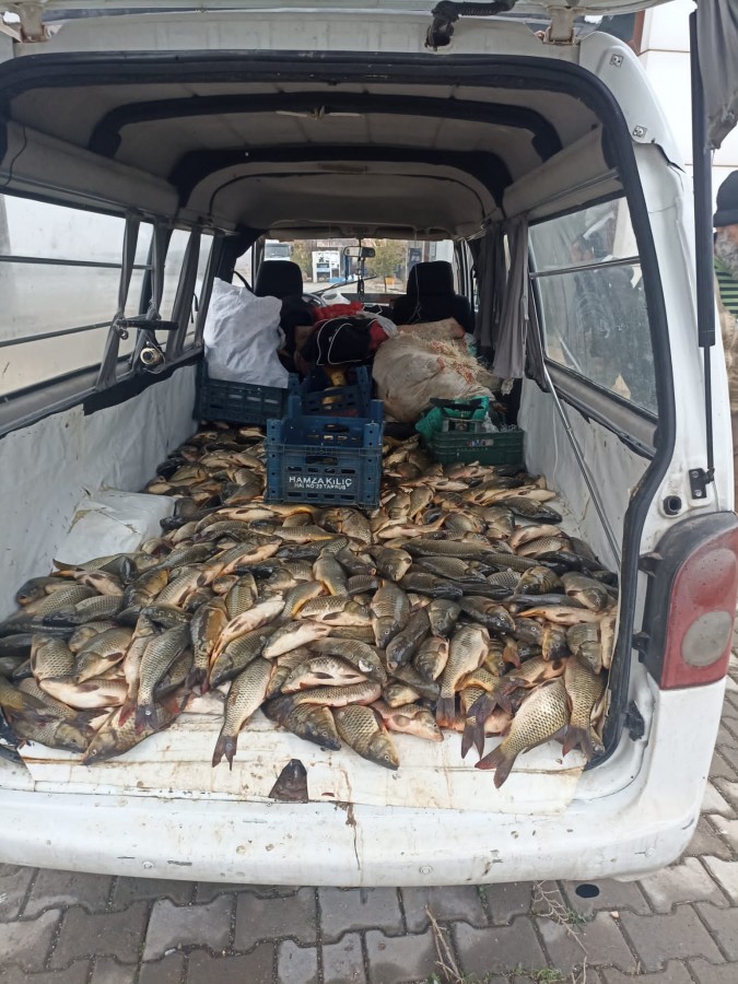 Kaçak avlanan yarım ton balık jandarmanın denetimine takıldı