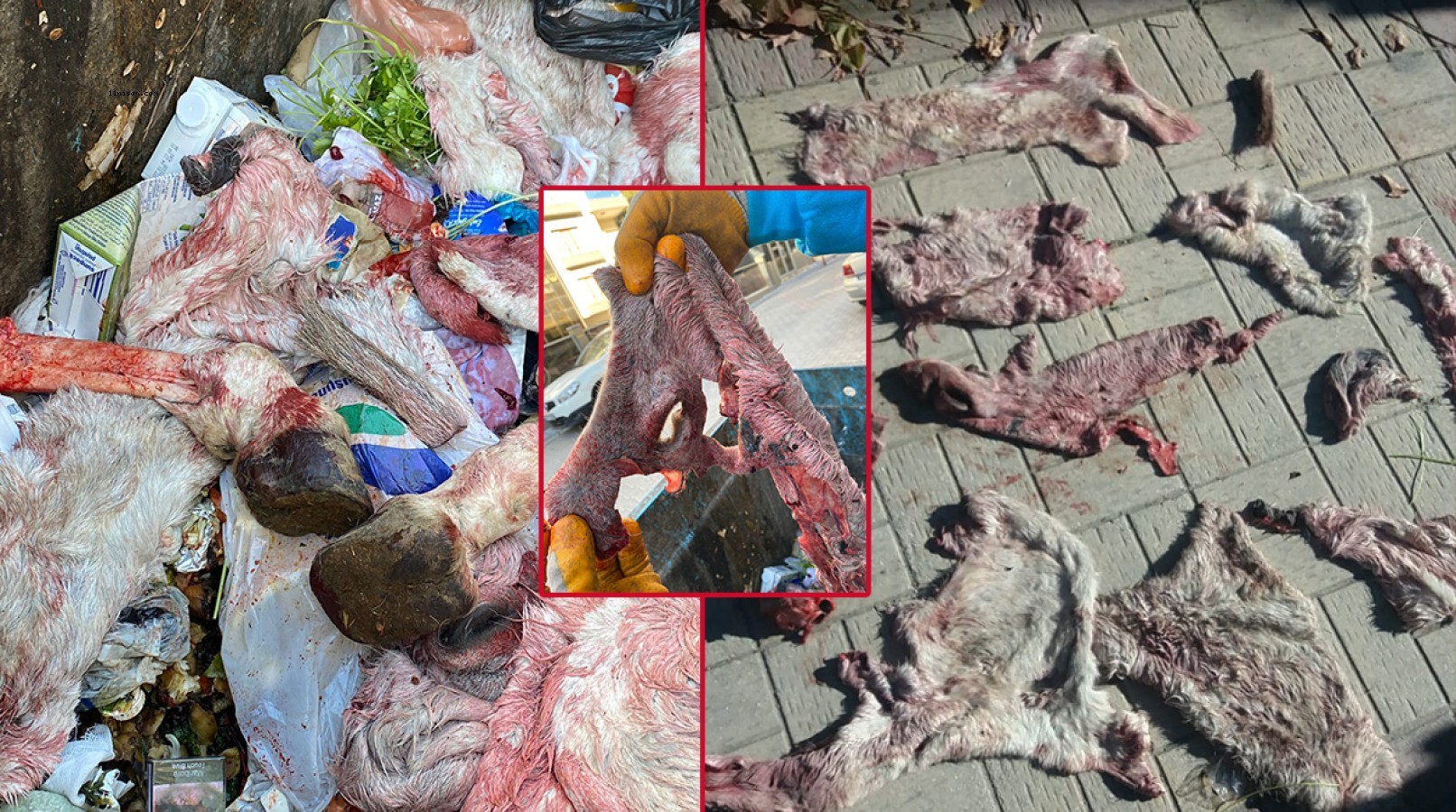 Urfa’da çöpte eşeğe ait olduğu ileri sürülen deri ve kemikler bulundu