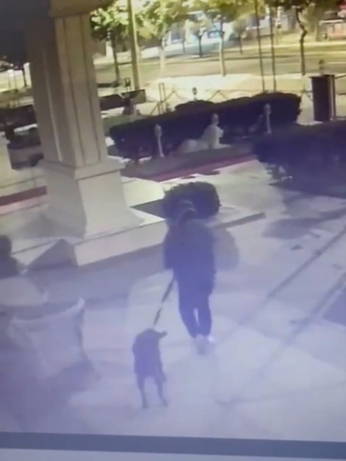Urfa'da köpek hırsızlığı güvenlik kamerasına yansıdı;