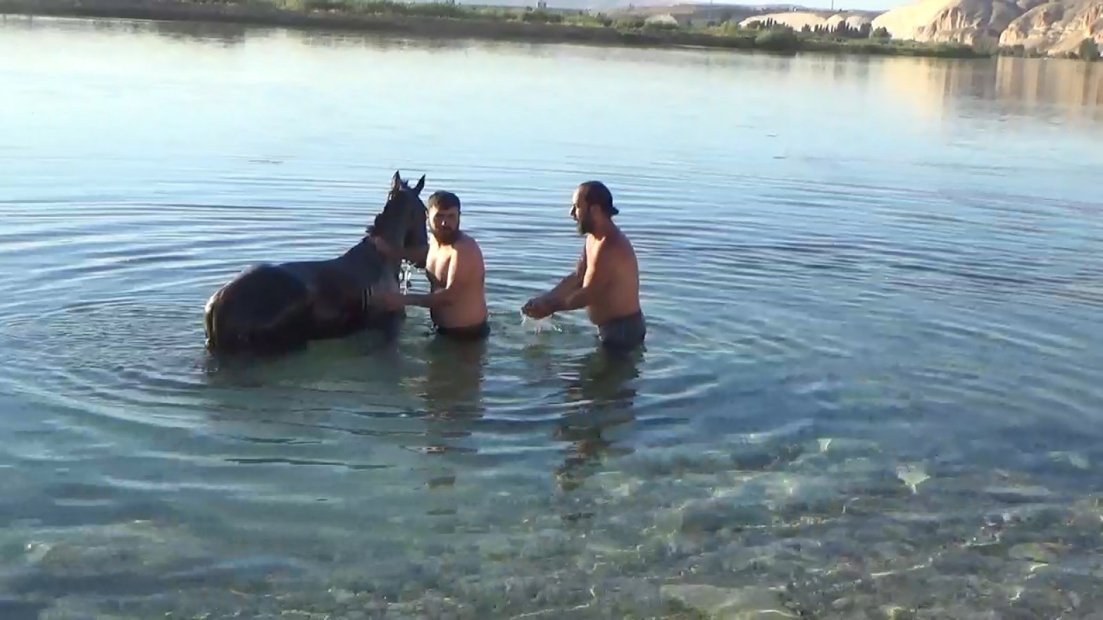 Urfa’da sıcaktan bunalan atlar böyle serinledi