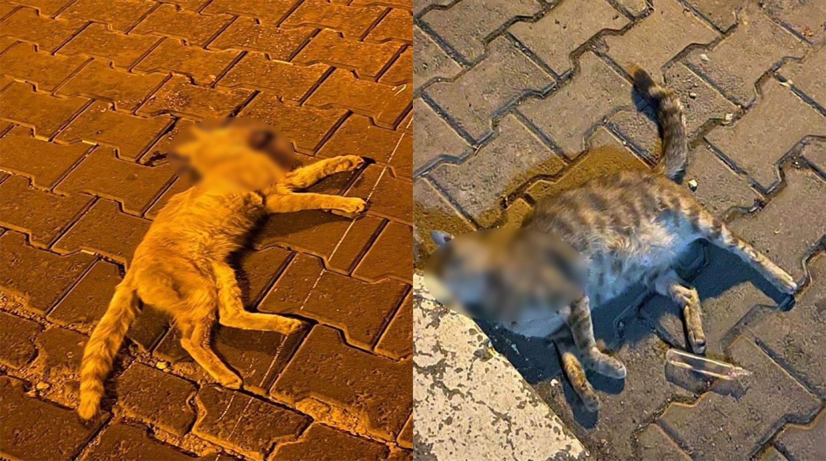 Haliliye’de ölü bulunan 2 kedinin zehirlendiği iddia edildi;