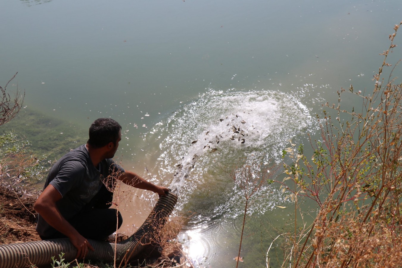 Urfa'da milyonlarca balık telef oluyor iddiası!;