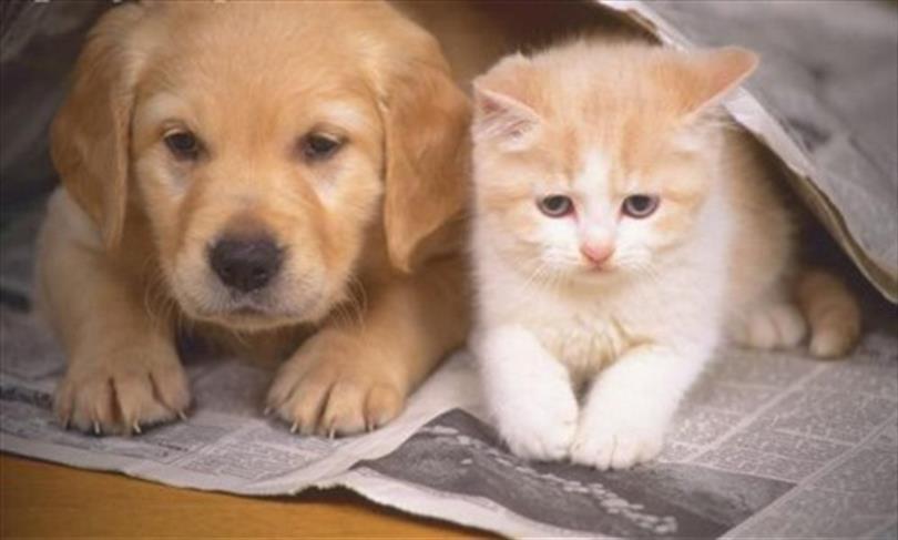 Kedi ve köpek sahiplerinin dikkatine: Son tarih 31 Aralık;