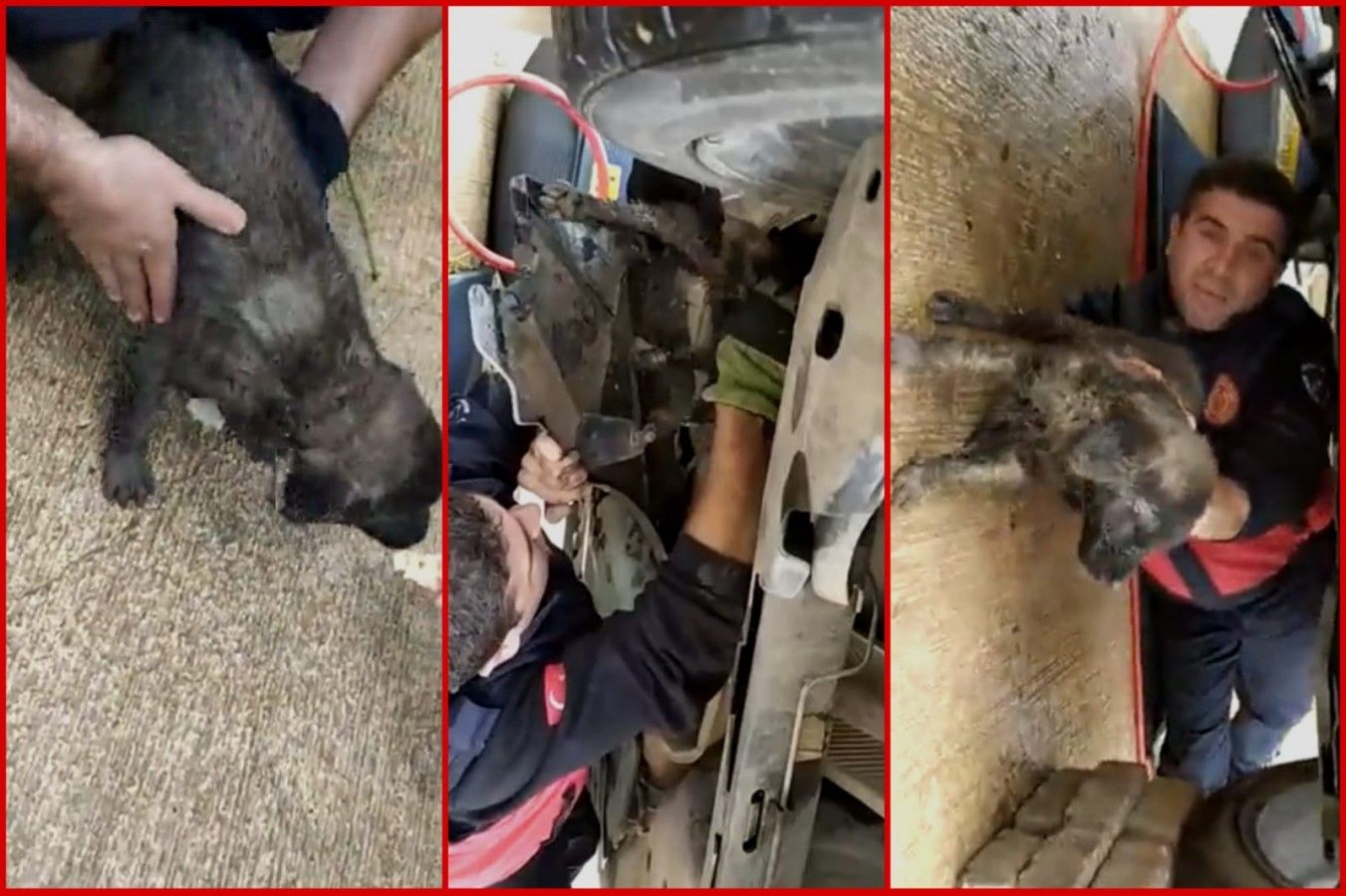 Urfa’da otomobil motoruna sıkışan köpek kurtarıldı;