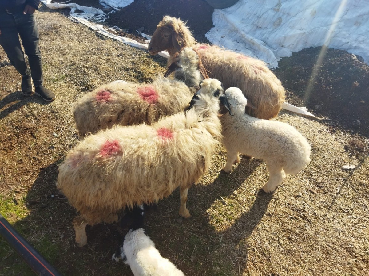 Şanlıurfa'da hayvan hırsızlarına operasyon;