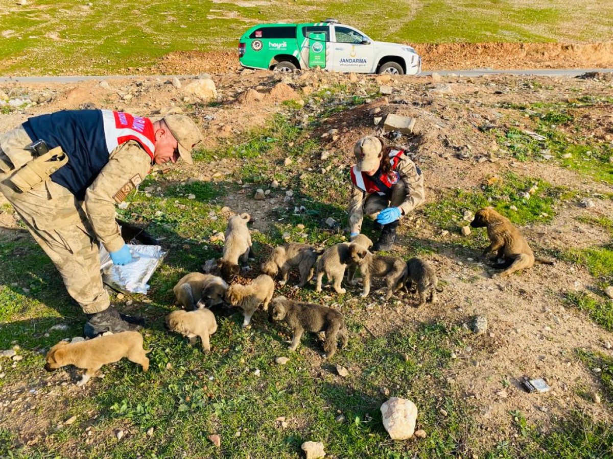 Şanlıurfa’da HAYDİ ekipleri sokak hayvanlarını unutmadı;