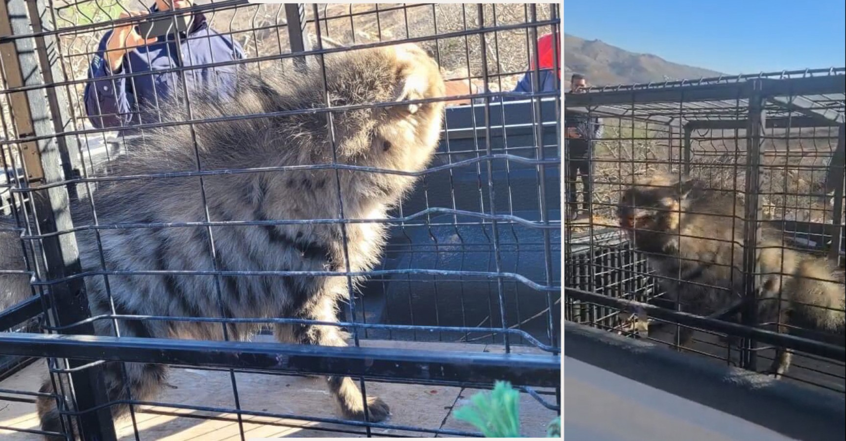 Çizgili sırtlan Urfa'ya getirildi!;