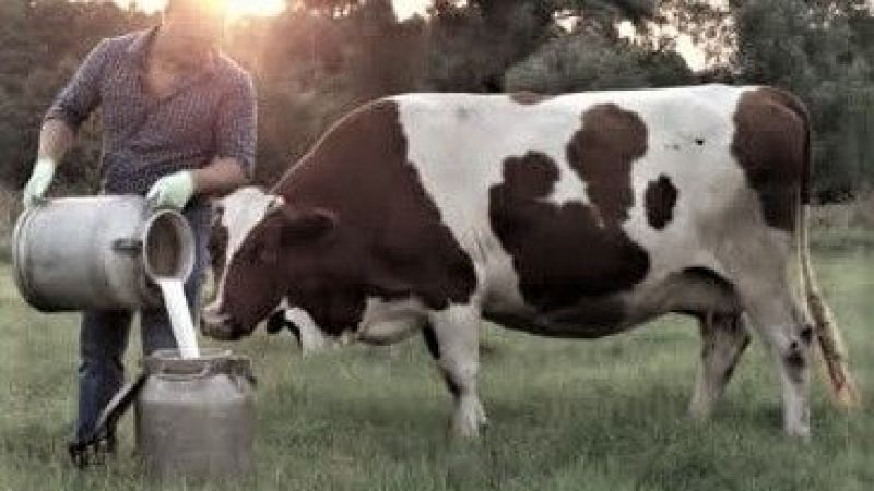 TÜİK açıkladı: Ocak’ta inek sütü üretimi arttı, beyaz et üretimi azaldı;