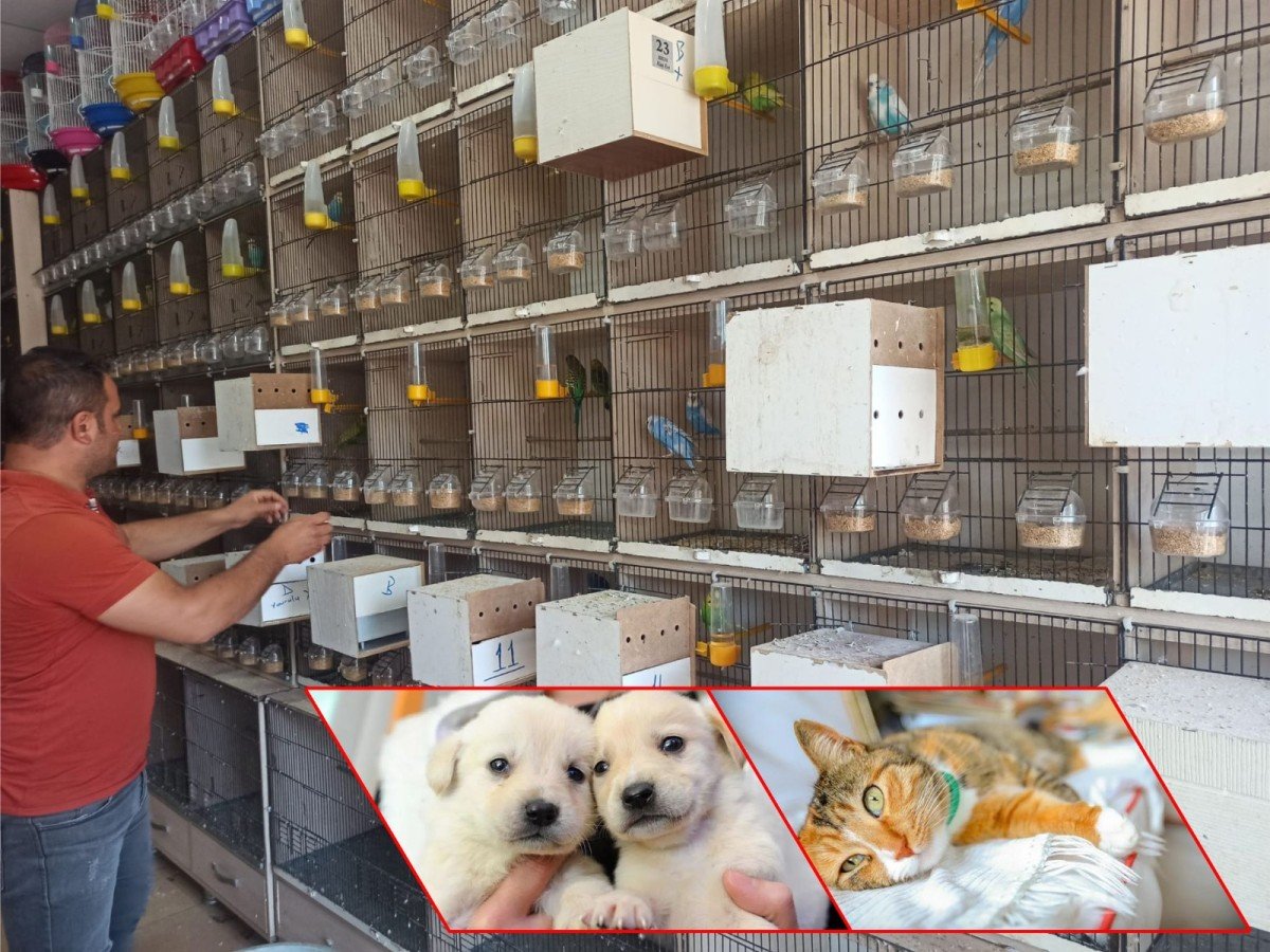 Pet shop işletenler kedi köpek satışlarının internet üzerinden de yasaklanmasını istiyor;