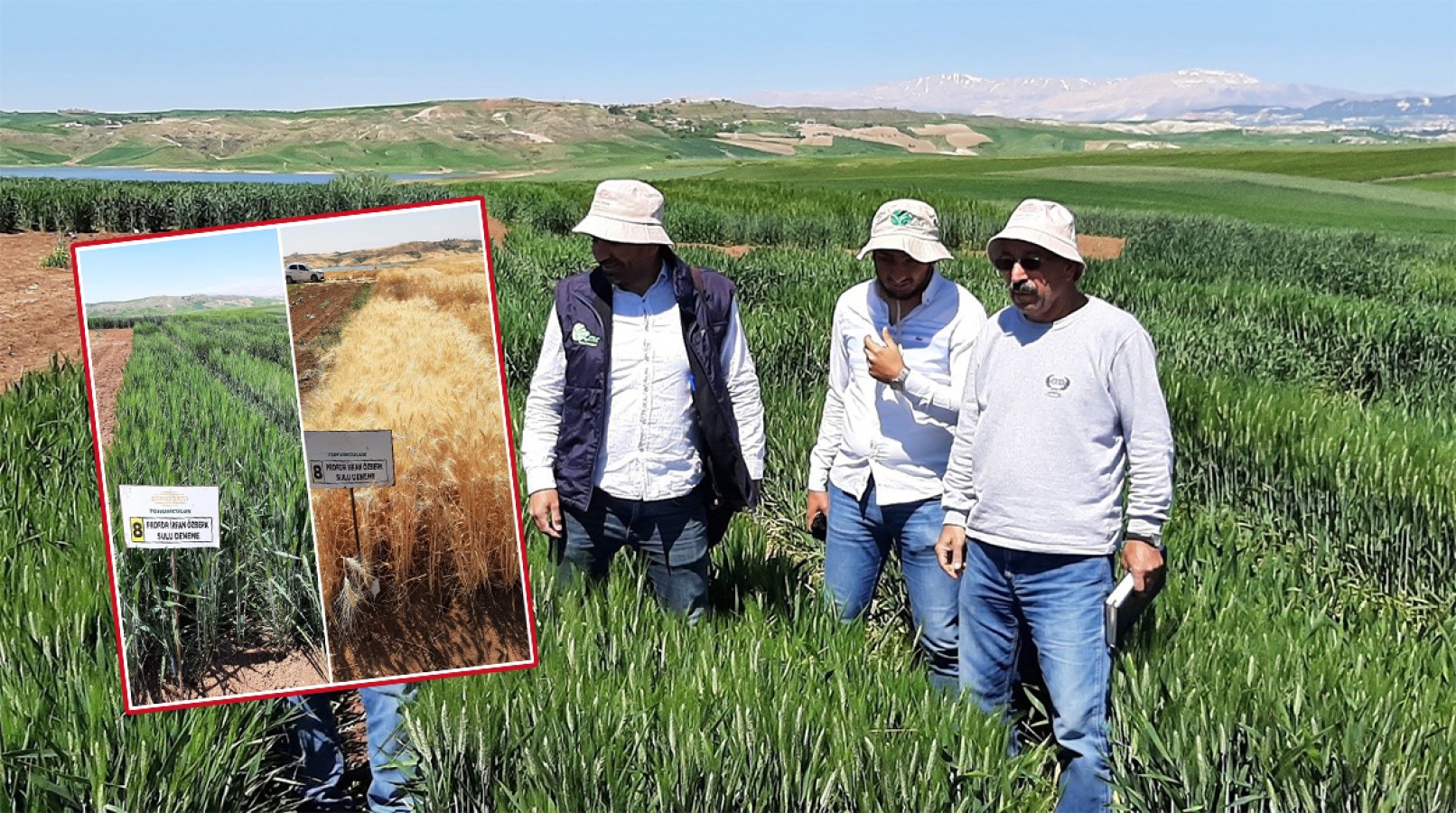 Harran Üniversitesi kuraklığa karşı iki yeni buğday çeşidi geliştirdi;