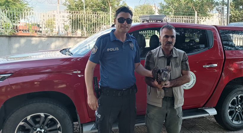 Urfa'da yaralı ve bitkin halde bulunan kızıl şahin tedaviye alındı;