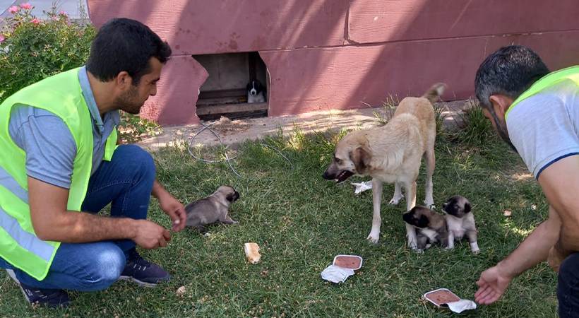 DKMP ekipleri bayramda sokak hayvanlarına mama ve su dağıttı;