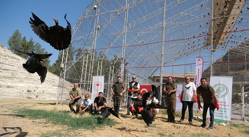 Urfa’daki kelaynaklardan 30 tanesi göç için doğaya bırakıldı;