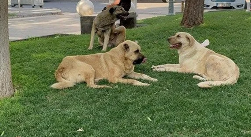 İstanbul'da alınan sokak köpeklerini toplama kararı Urfa için de çıkar mı?;