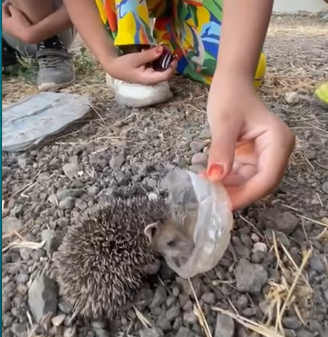 Suruç’ta yavru kirpi sıcaklarda bitkin düştü;