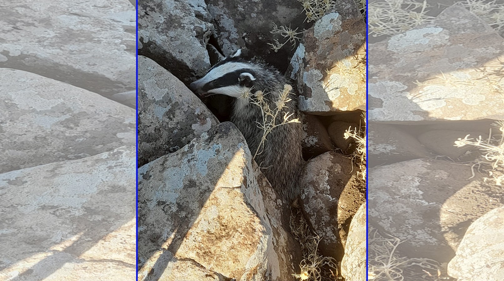 Tedavisi tamamlanan porsuk doğaya salındı;