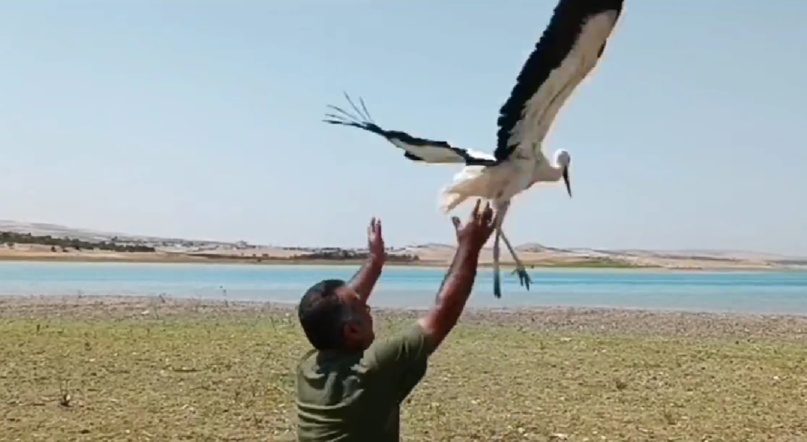 Urfa’da tedavisi tamamlanan leylek doğaya bırakıldı!;