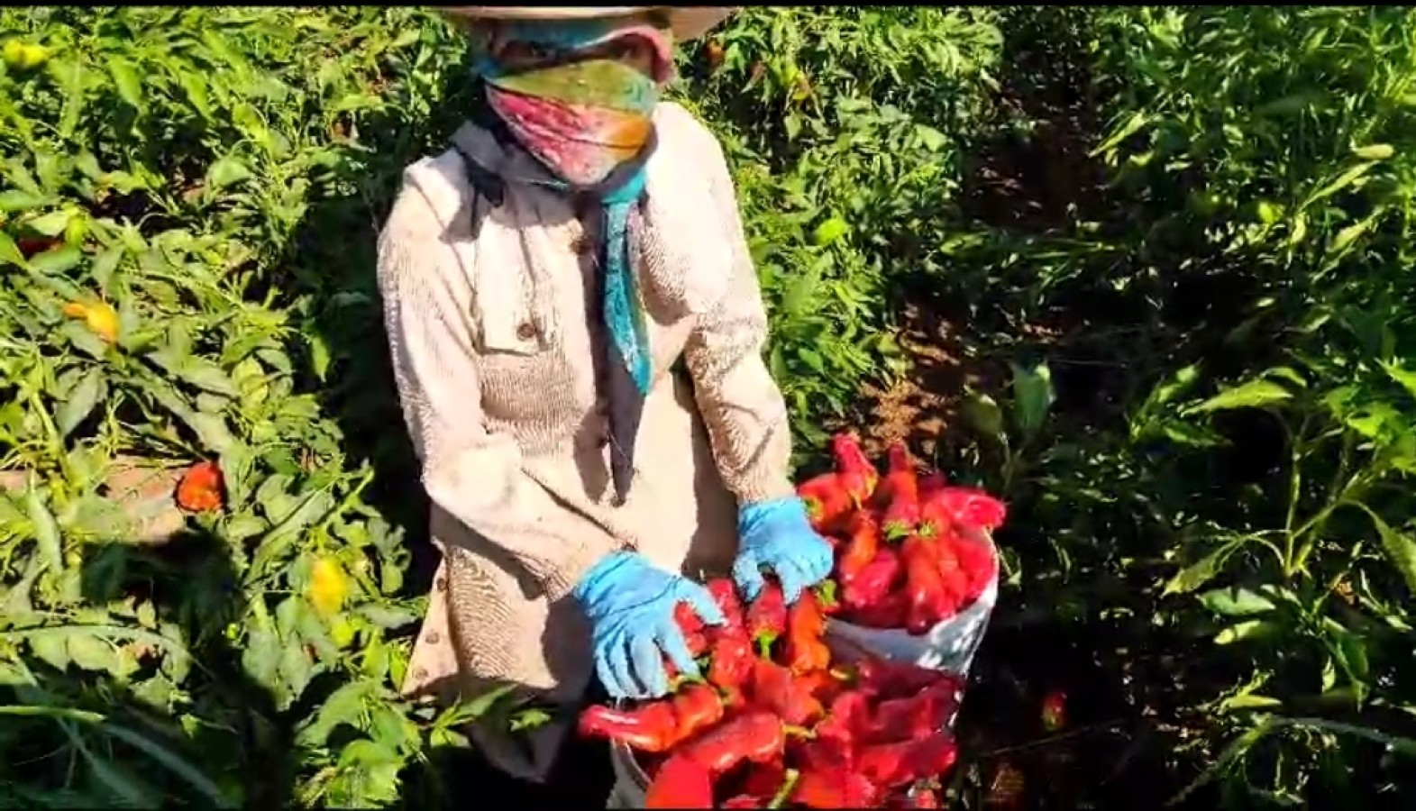 Üniversite öğrencisi Rabia 50 derece sıcakta tarlada hayalleri için çabalıyor;