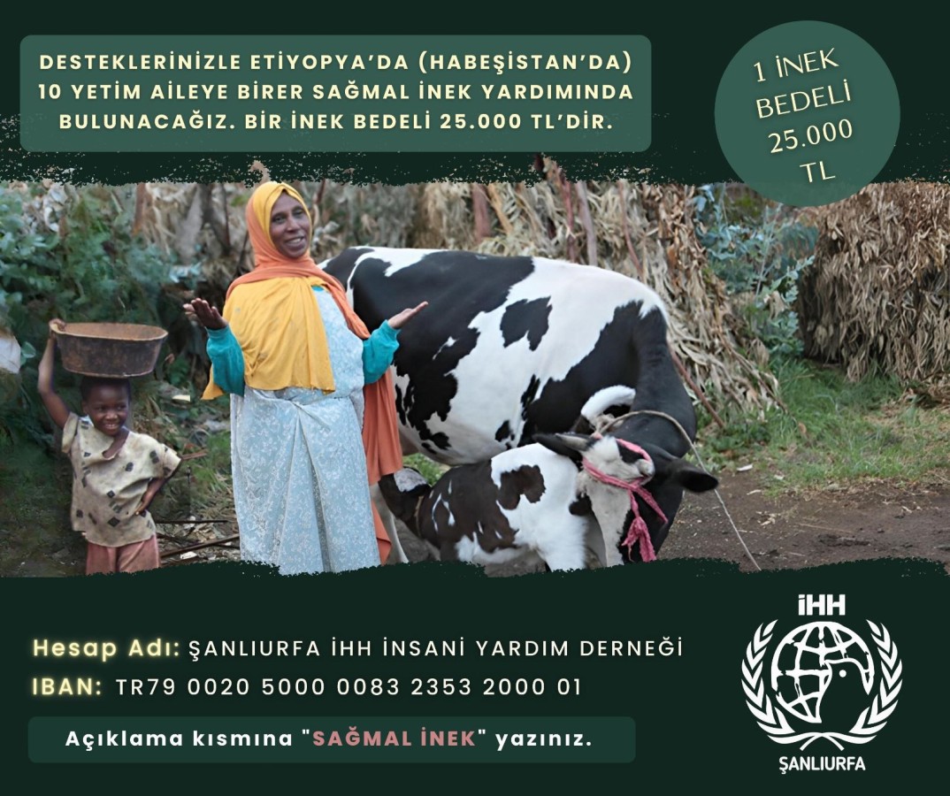 Şanlıurfa İHH’dan Etiyopyalı/Habeşistanlı yetim ailelere inek desteği;