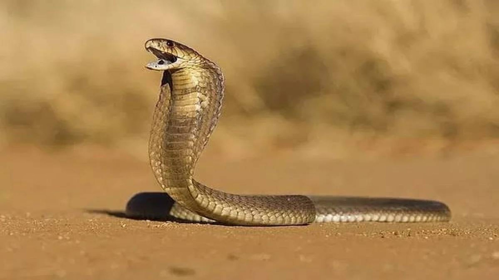 Türkiye’nin tek kobra türü! Urfa'da görüldü;