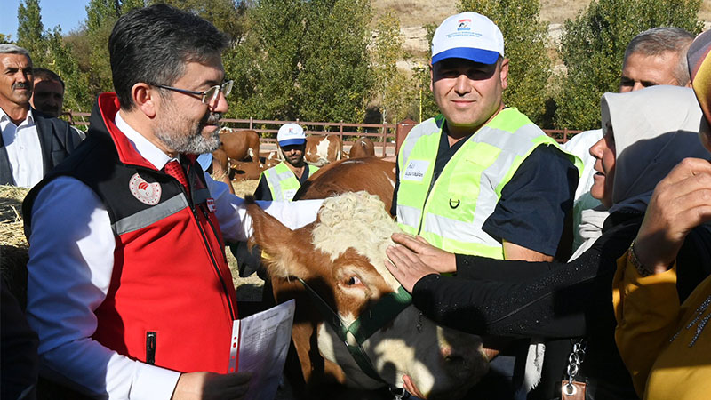 Depremde mağdur olan yetiştiricilere büyükbaş hayvan desteği;