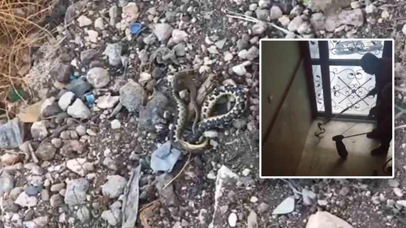 Urfa’da apartmanda yılan paniği;