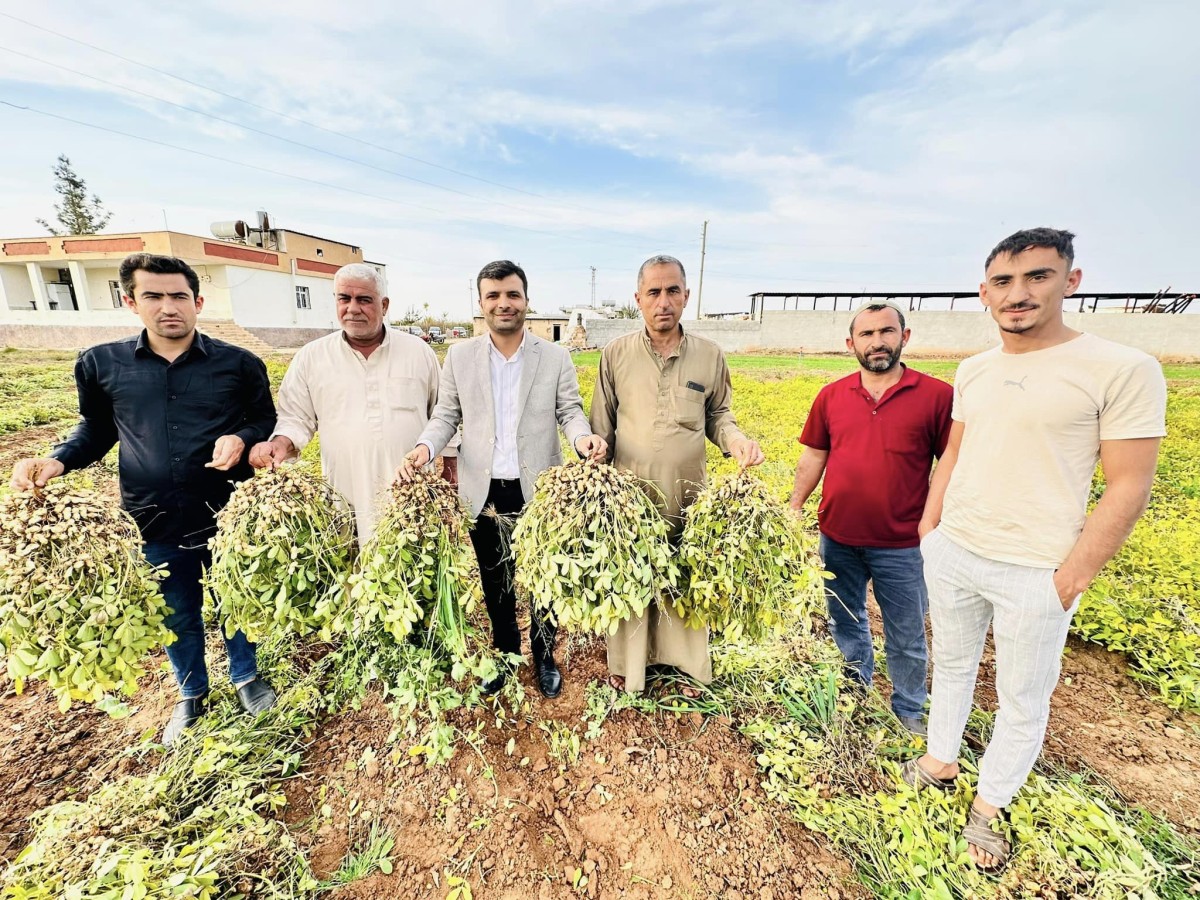 Urfa’da yer fıstığı üretimi artıyor;