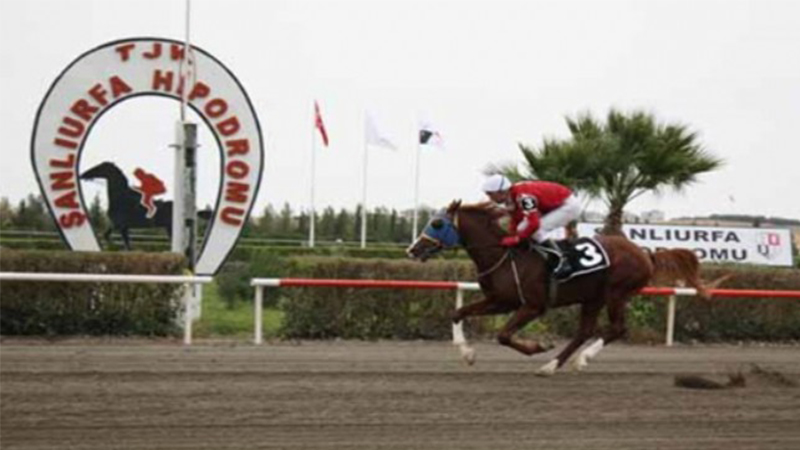 Şanlıurfa’da 6’lı Ganyan'ı 5 kişi birden bildi;