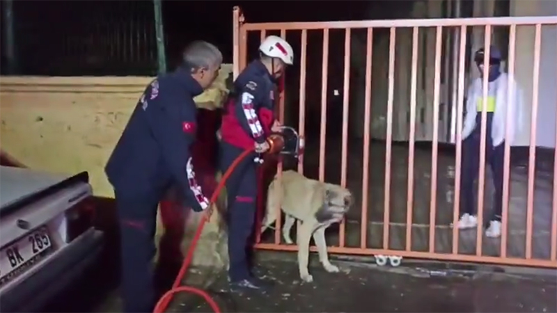 Eyyübiye'de demir parmaklıklara sıkışan köpek kurtarıldı;