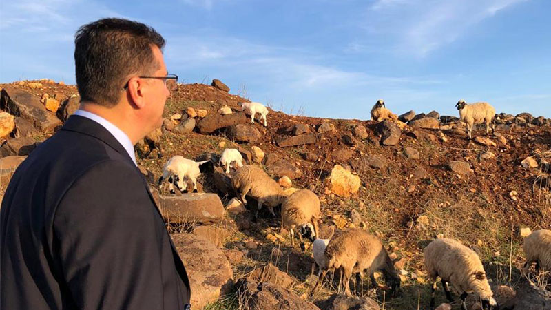 Şanlıurfa'da 'Suruç koyunu' koruma altına alındı;