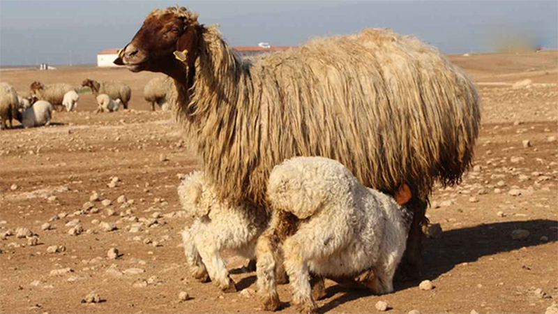 Şanlıurfa’daki koyun sayısı belli oldu;