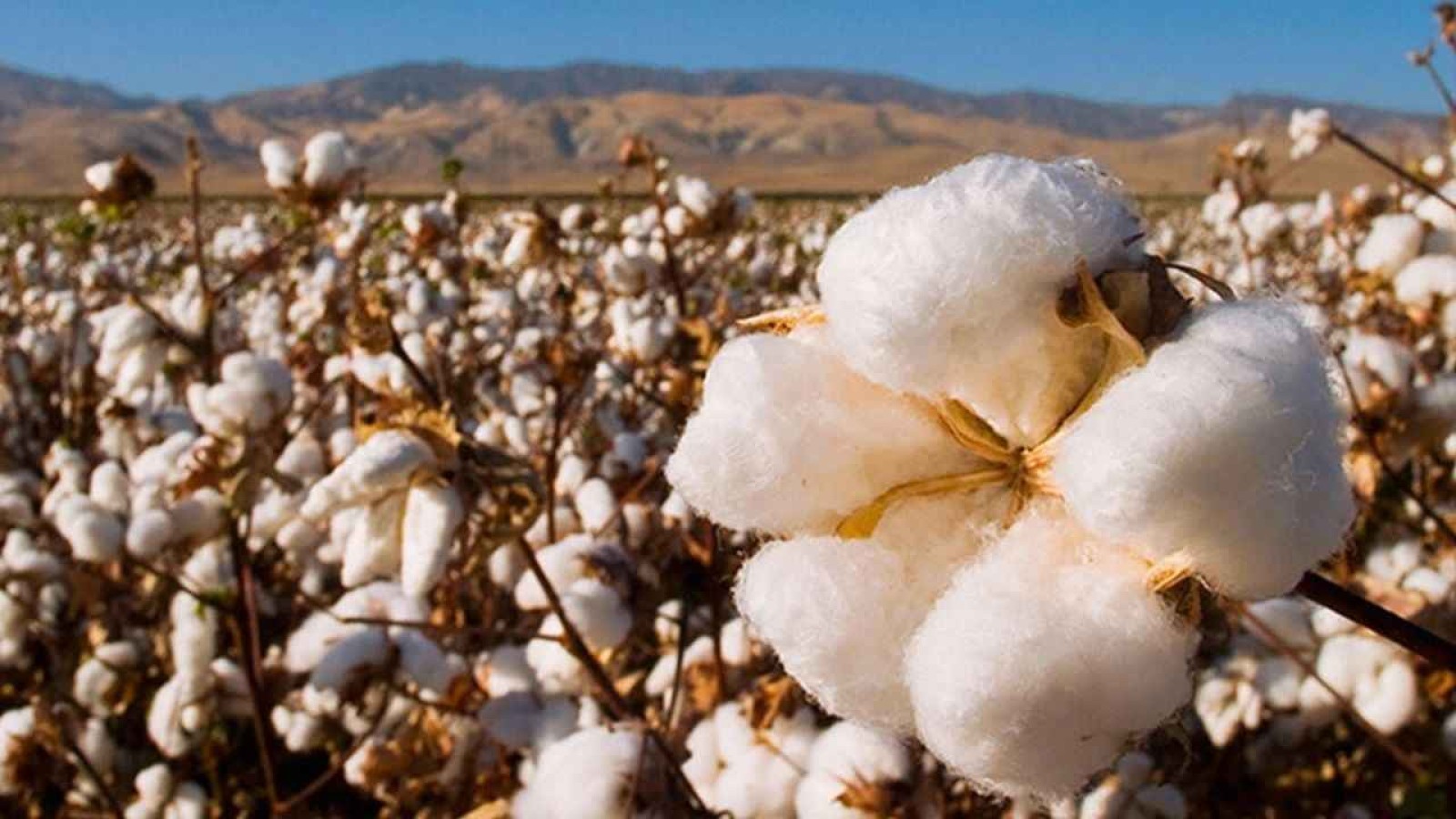 Şanlıurfa’da tarım çalıştayı yapılacak;