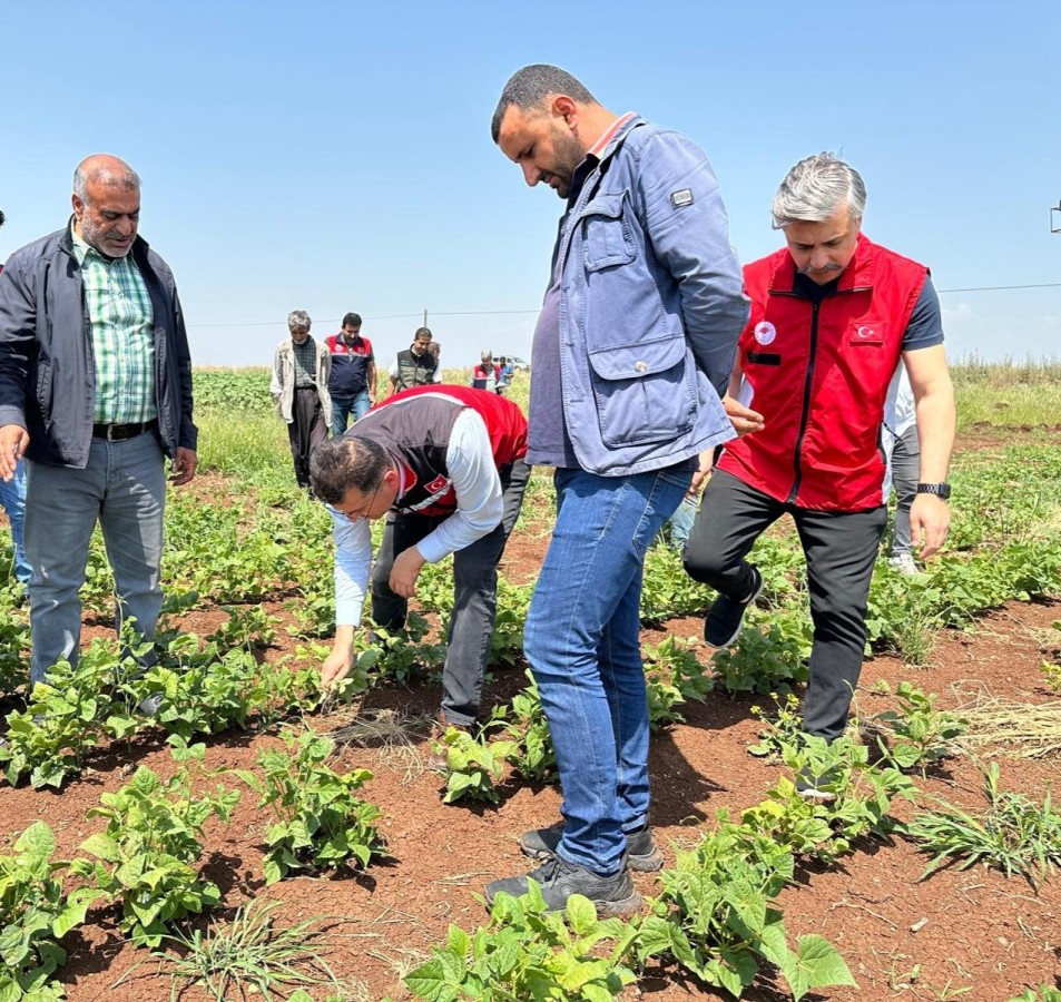 Şanlıurfa’da şeker fasulyesinin ilk defa ekimi yapıldı;