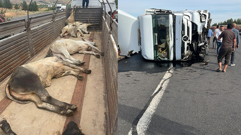 Şanlıurfa’da sığırların bulunduğu tır devrildi;