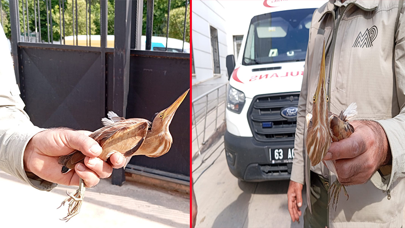 Şanlıurfa'da sağlık ekiplerinin bulduğu balaban kuşu tedaviye alındı;