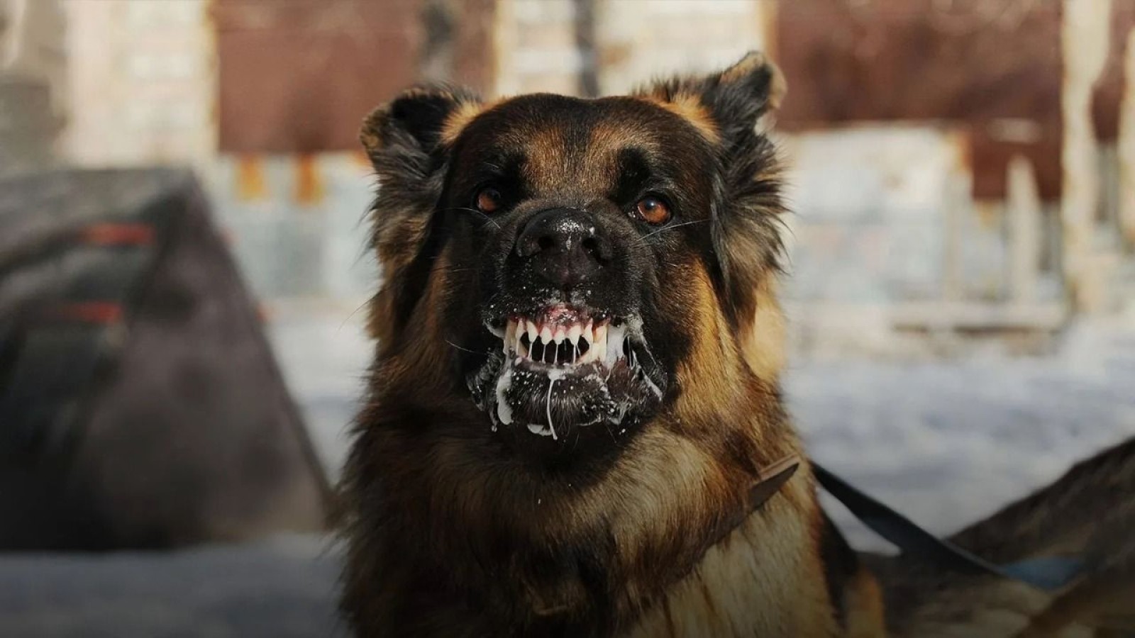 Bozova’da sokak köpekleri küçük kıza saldırdı;