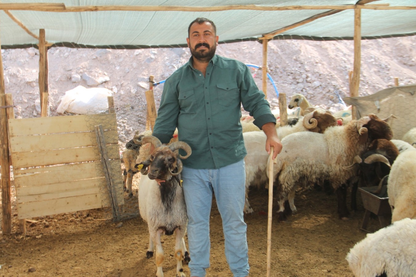 Şanlıurfa’da kurban pazarında 4 boynuzlu koyun (EK);