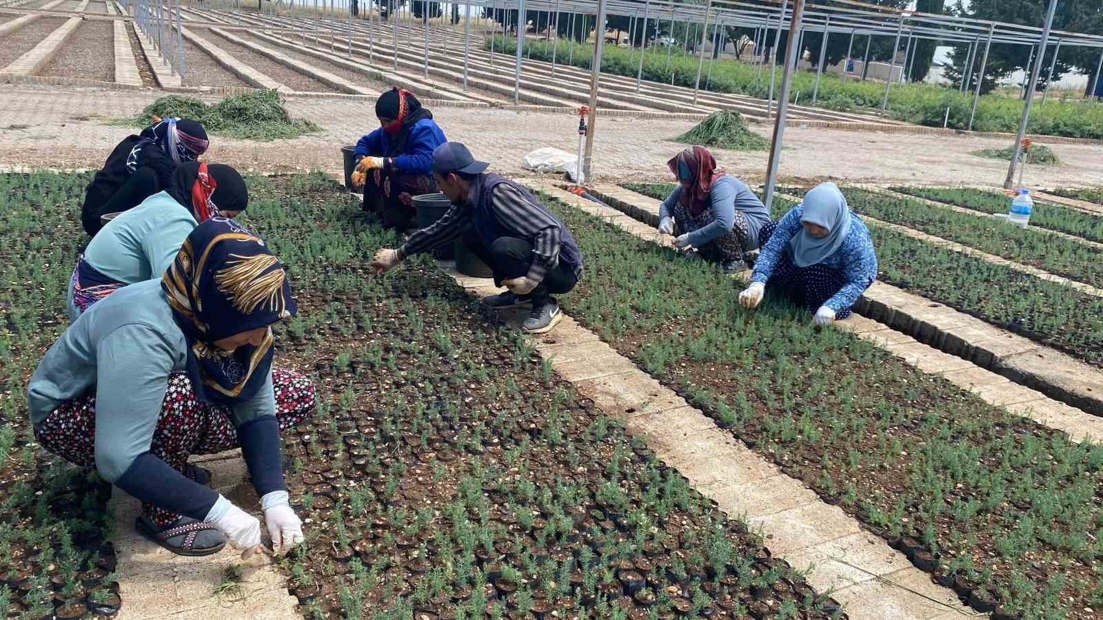 Yılda 1 milyon fidan üretimi yapılıyor;