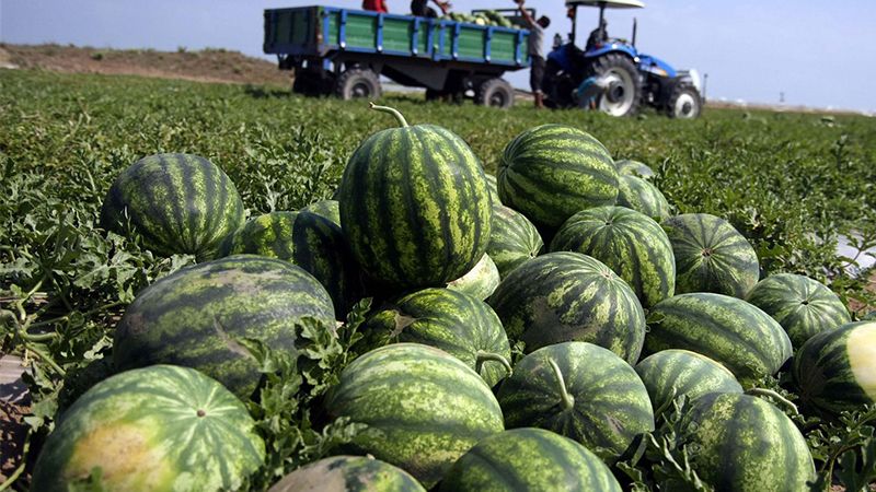 Şanlıurfa’da karpuz bolluğu;