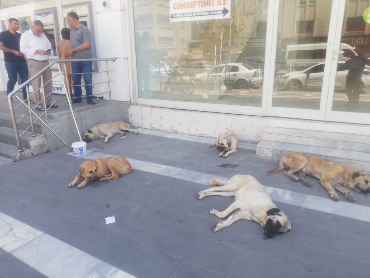 Şanlıurfa’da başı boş köpekler kaldırımları işgal etti;