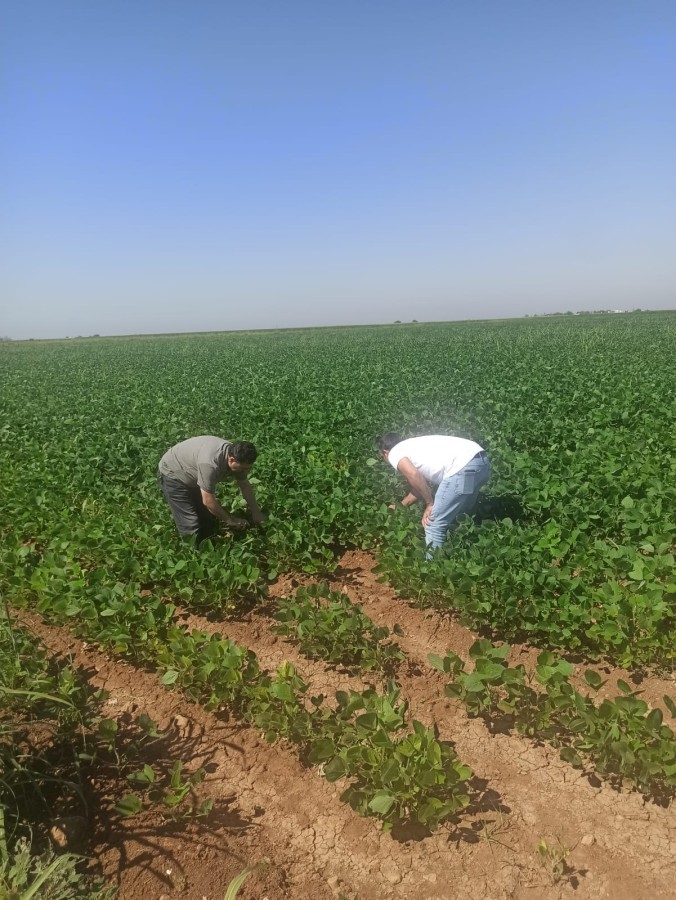 Şanlıurfa'da soya ekimi yaygınlaşıyor;